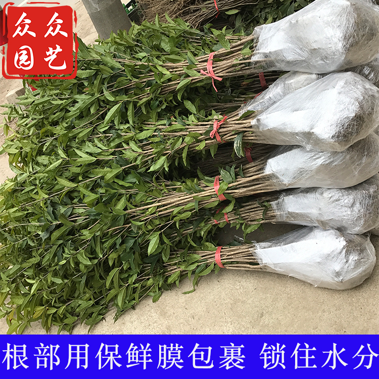 桂花树苗金桂丹桂四季桂血桂状元红工程绿化小苗庭院基地桂花树苗