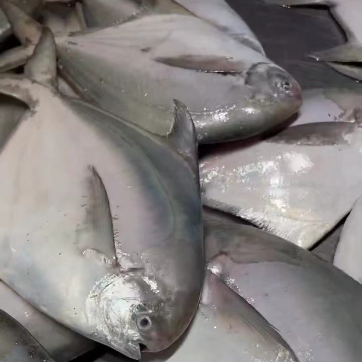 北部湾白鲳鱼现称现拍
