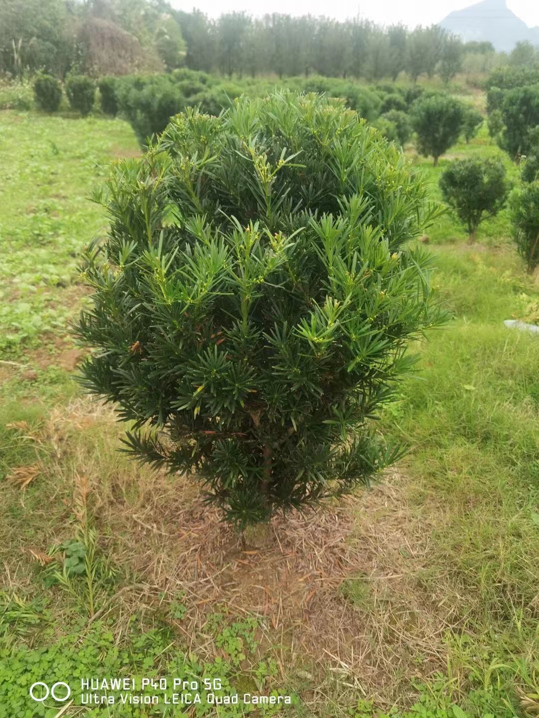 罗汉松一个月内售后期邮费补发链接