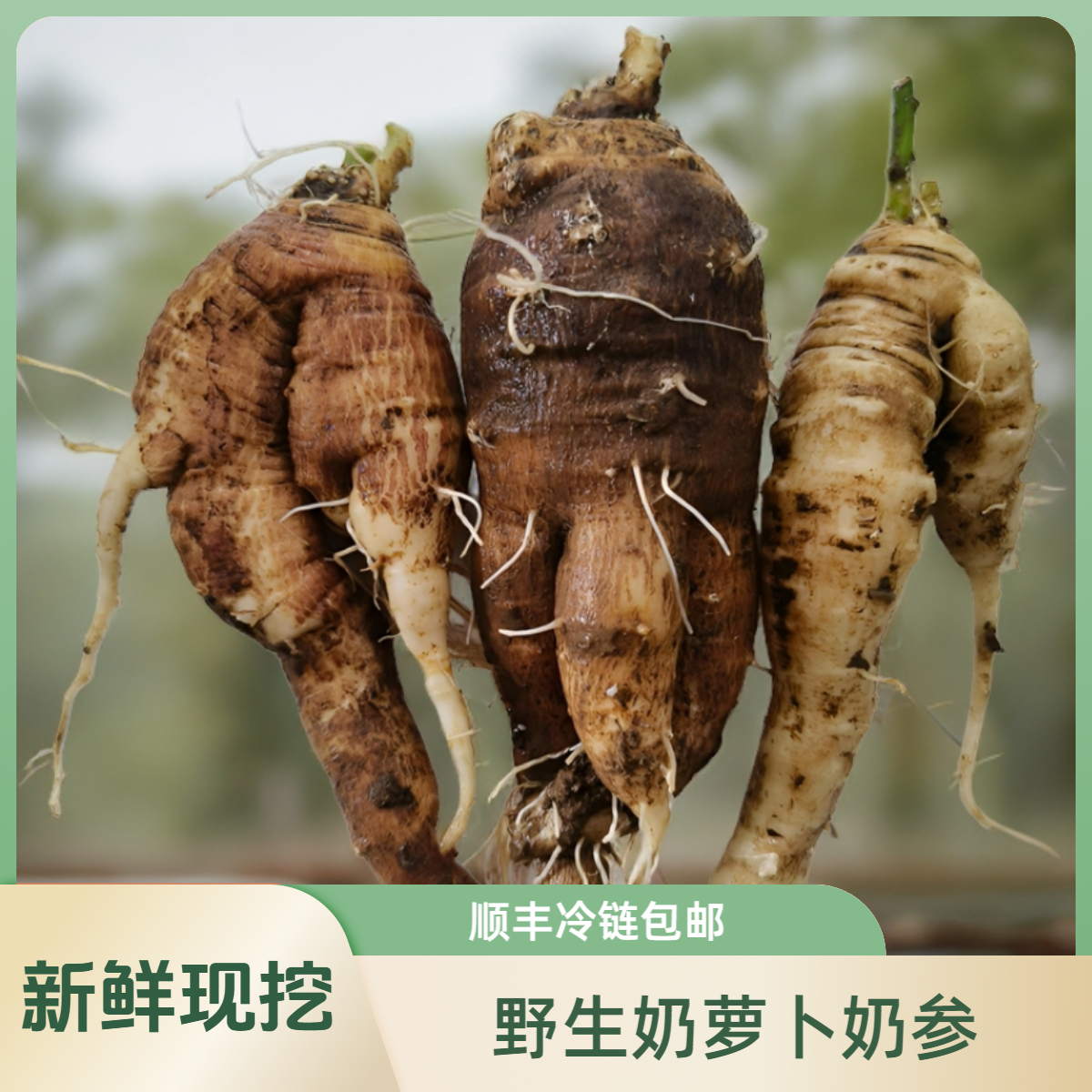 新鲜野生奶萝卜奶参现挖臭萝卜