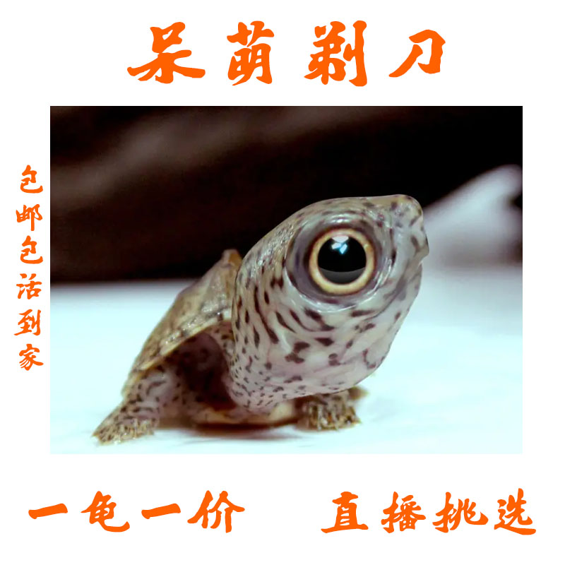 【剃刀大苗】蛋龟系列之-剃刀蛋龟苗  观赏龟 宠物龟3+4+剃刀大苗