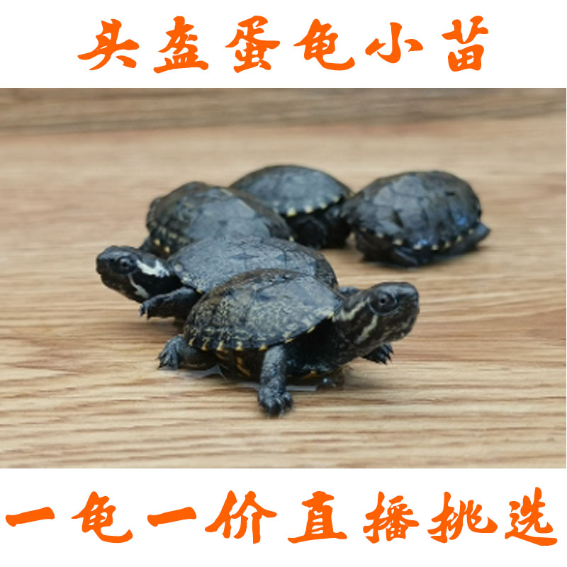 【头盔、果核蛋龟】蛋龟系列之-头盔、果核蛋龟苗  观赏龟 宠物龟