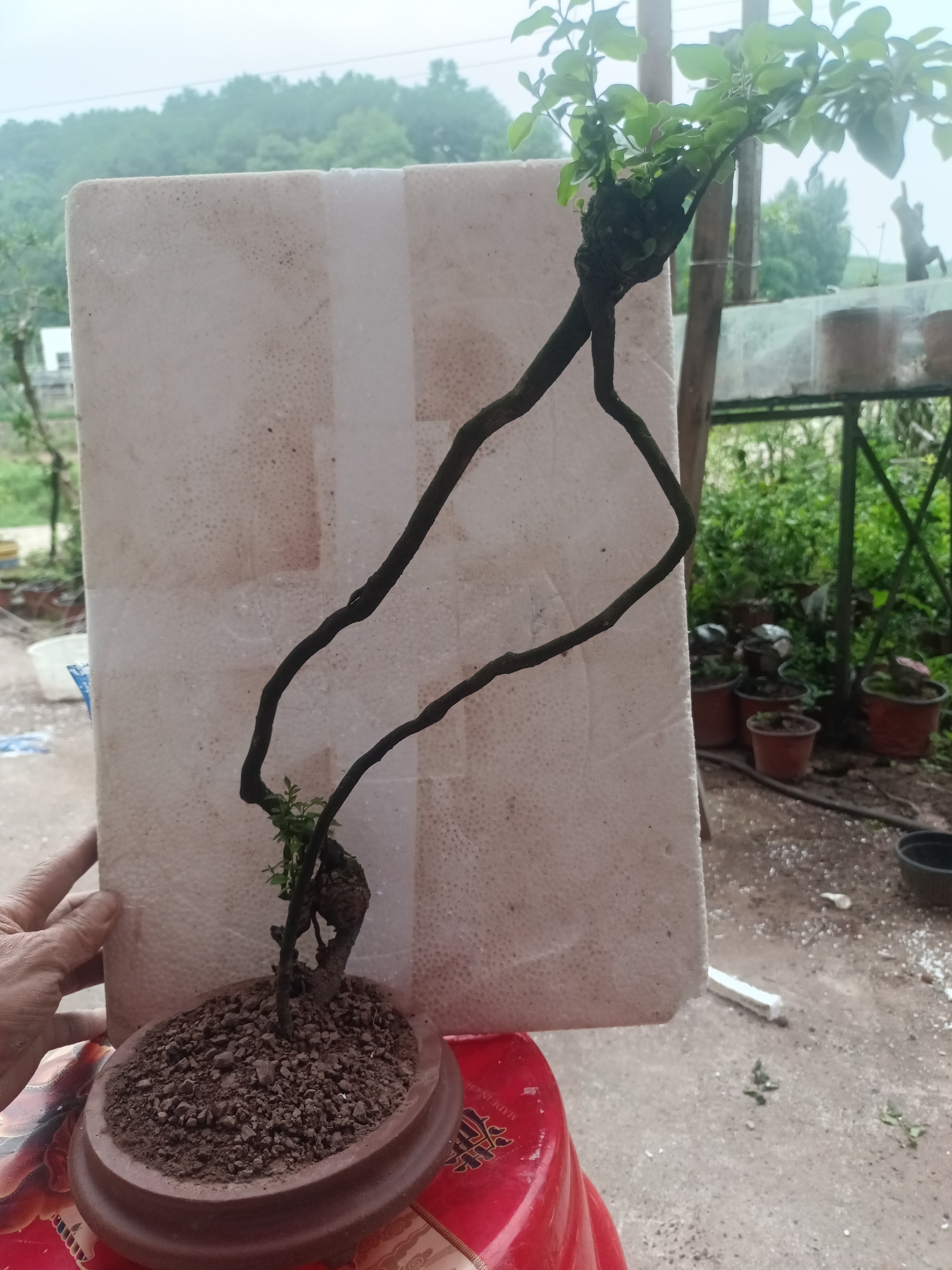 金蛋子盆景生桩，熟桩素材。全场灌木
