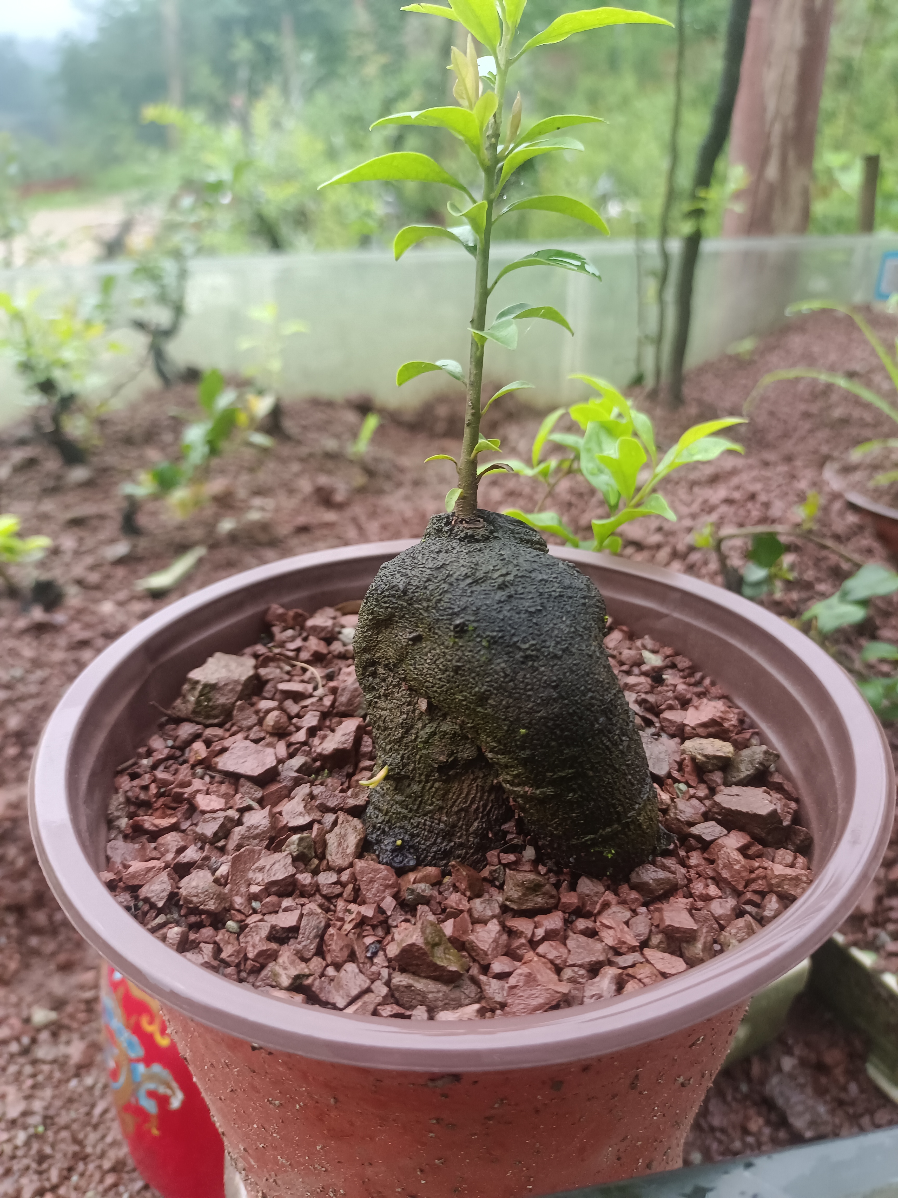 金蛋子微观盆景，有喜欢的来选购。