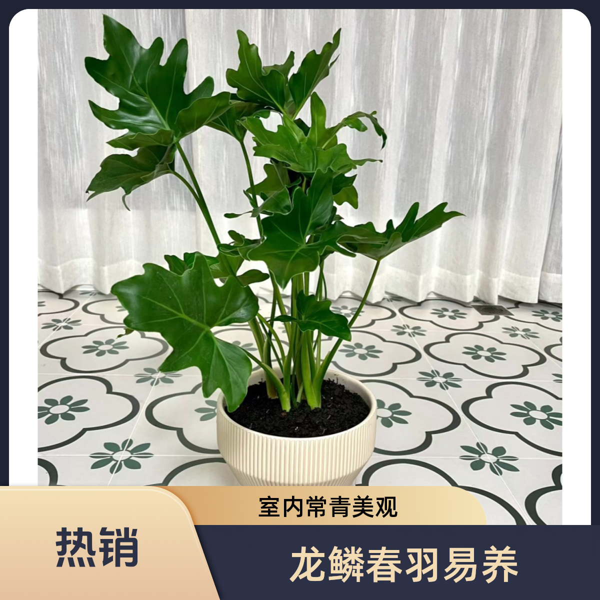 【水培推荐】一加仑龙鳞春羽室内盆栽水培土培养护四季常青绿植独特