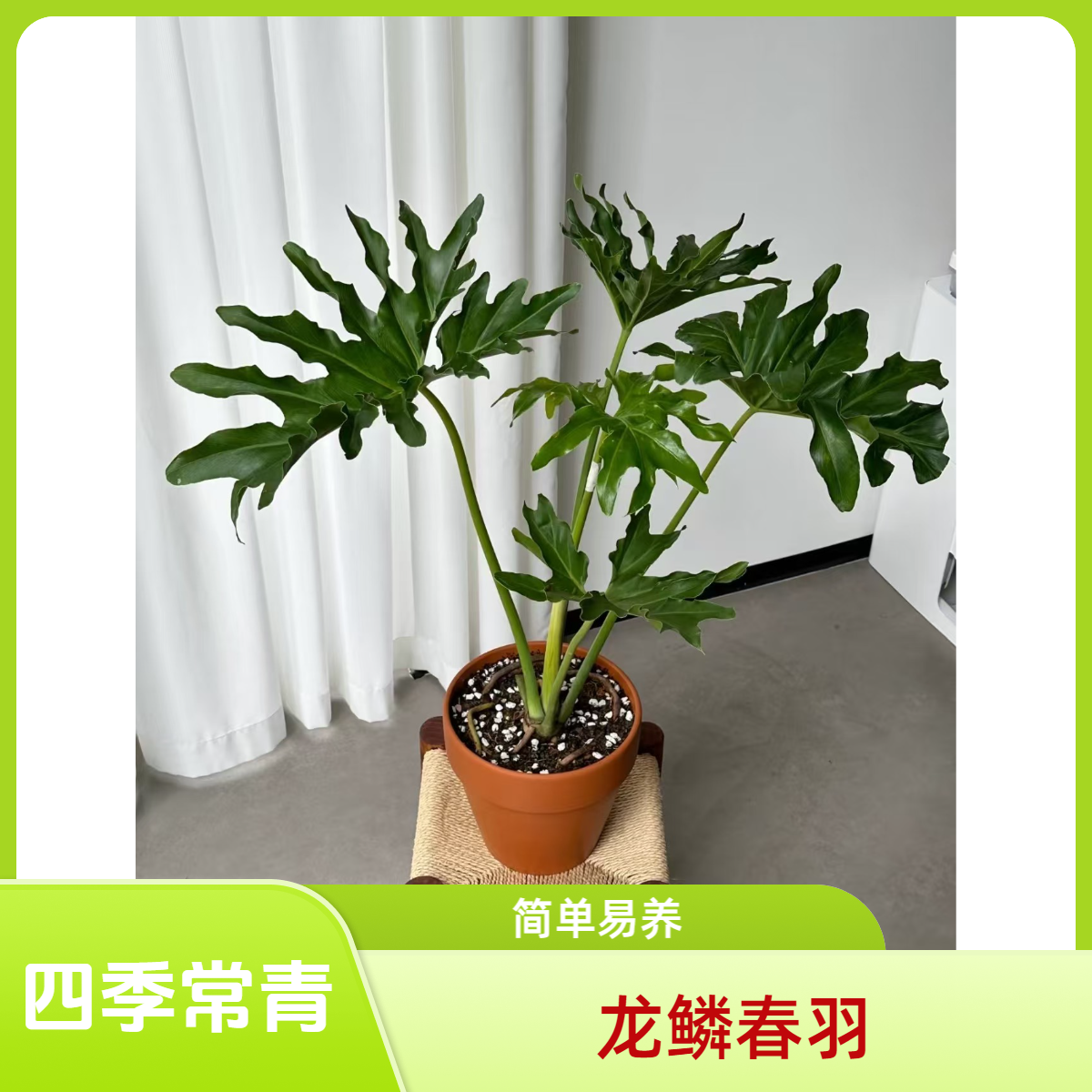 【龙鳞春羽】一点五加仑水培土培室内大型盆栽易养护常青常绿独特
