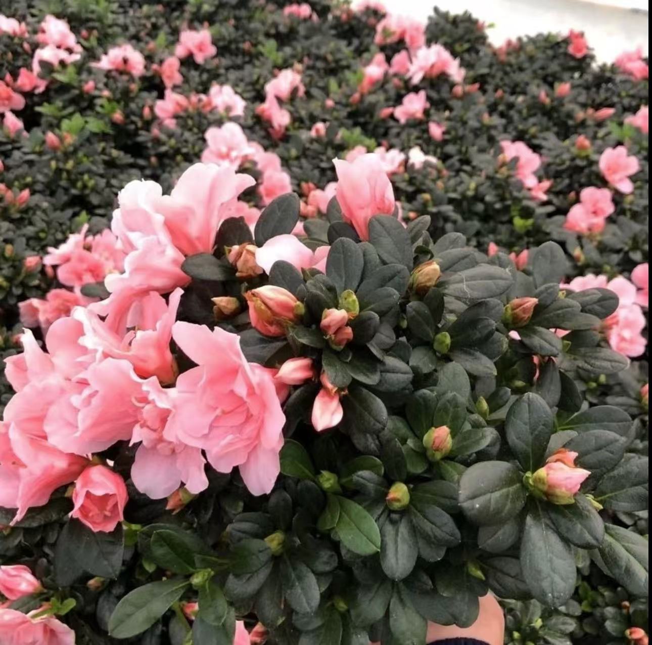 【桃红杜鹃花】精品杜鹃花满树花苞粉色好养易存活35