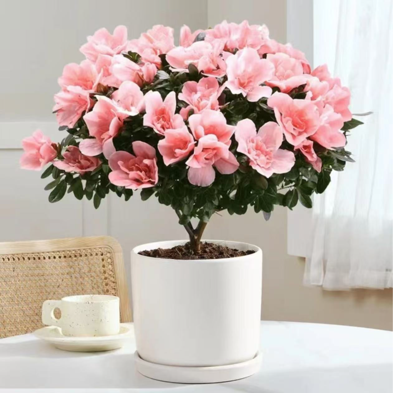 【桃红杜鹃花】精品杜鹃花满树花苞粉色好养易存活3