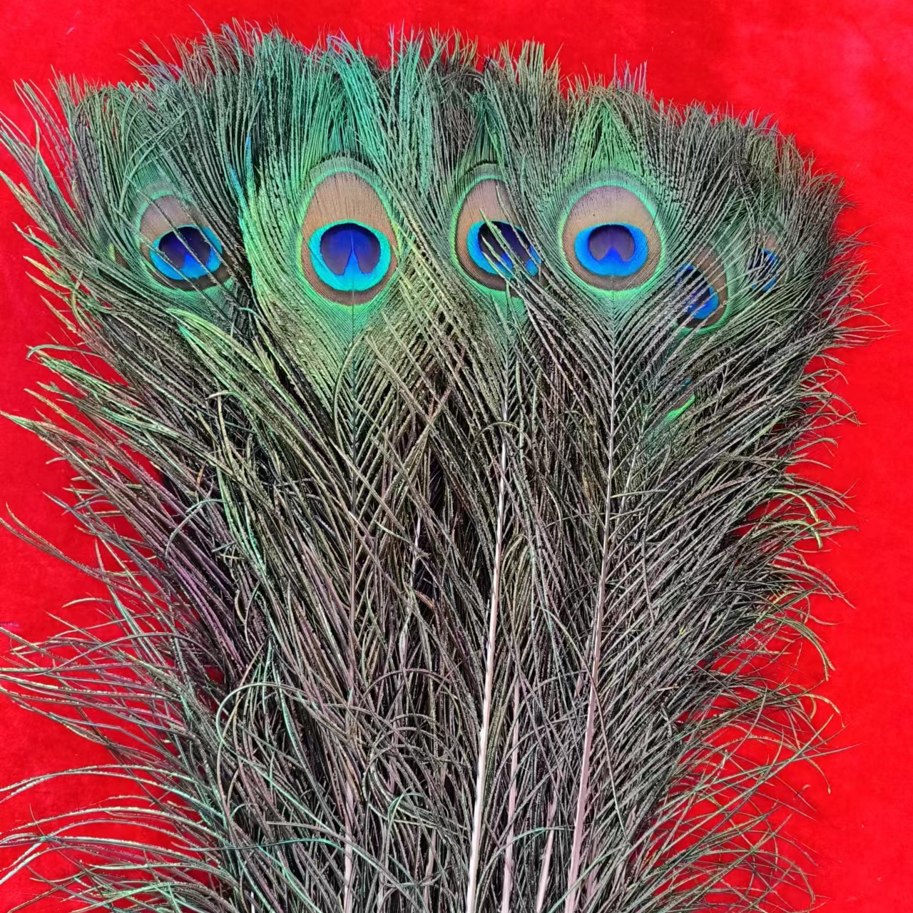 精品孔雀羽毛家居装饰用纯天然孔雀羽毛90—100客厅装饰