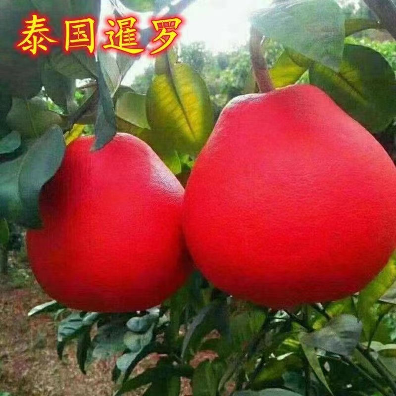 【带叶带土发货】送肥料泰国暹罗红 柚南方北方款耐寒耐热盆栽地栽
