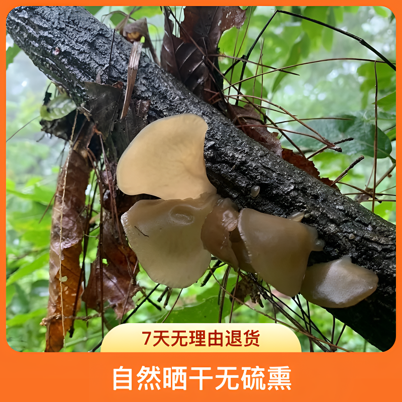 黑木耳通江黑木耳农家特产干货椴木无根小碗耳春木耳秋木耳小木耳