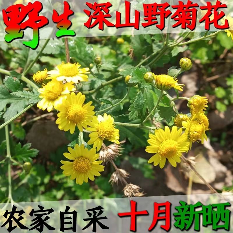秦岭野菊花茶小野菊花中药材正宗大巴山野菊花无硫晒干新货小花蕾