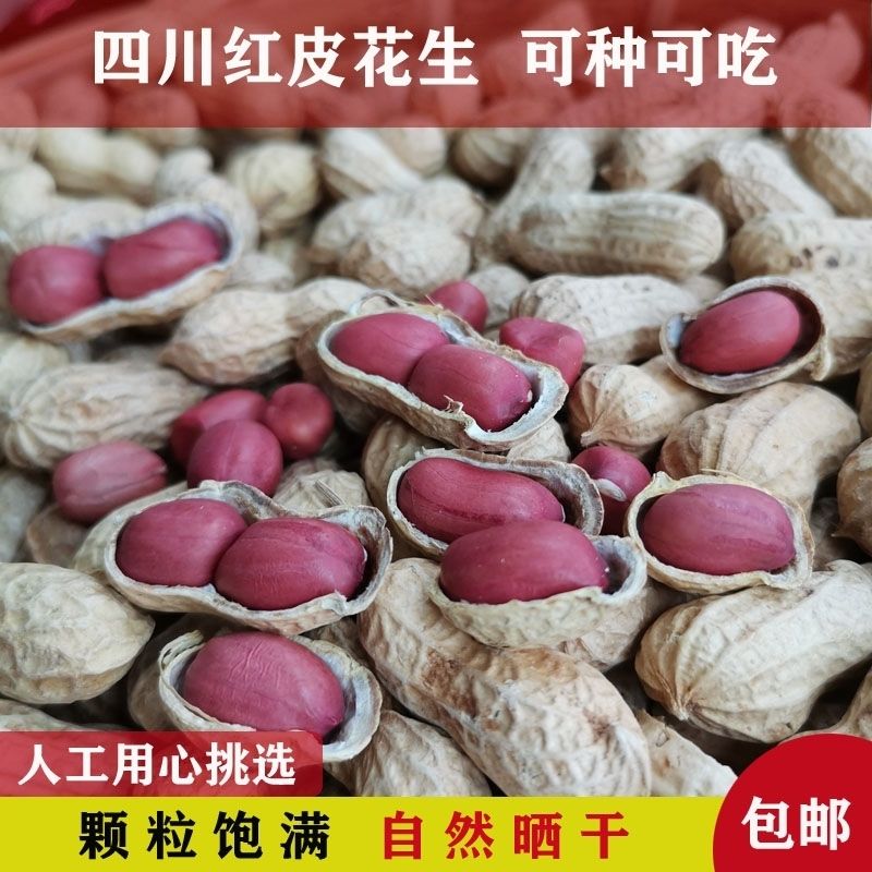 正宗四川红皮花生两粒带壳晒干生花生晒干老品种红衣花生农家自种