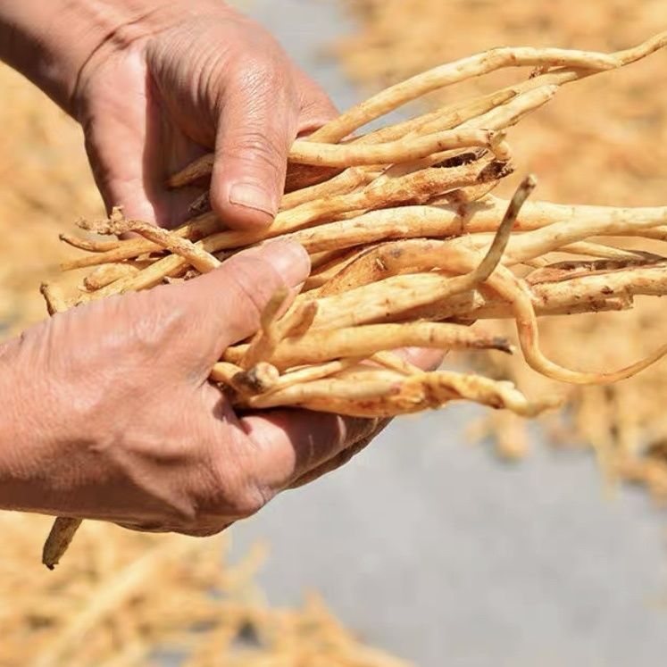 四川川明参无硫中药材干沙参明党参野生川明参滋补煲汤料250g沙参