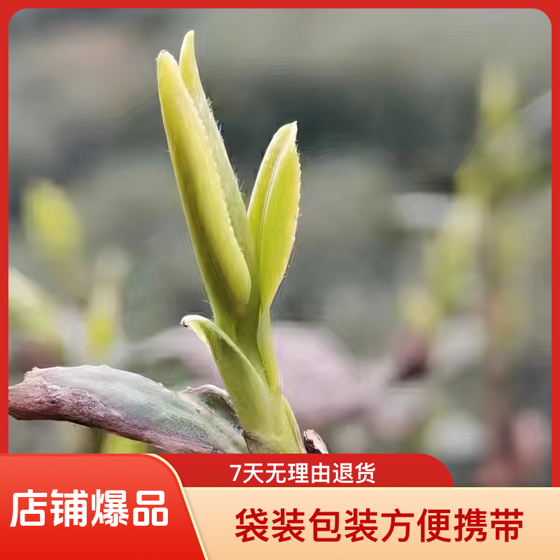 2025桐城小花水磨湾明前头采高山云雾绿茶嫩叶手工采摘茶叶浓香款