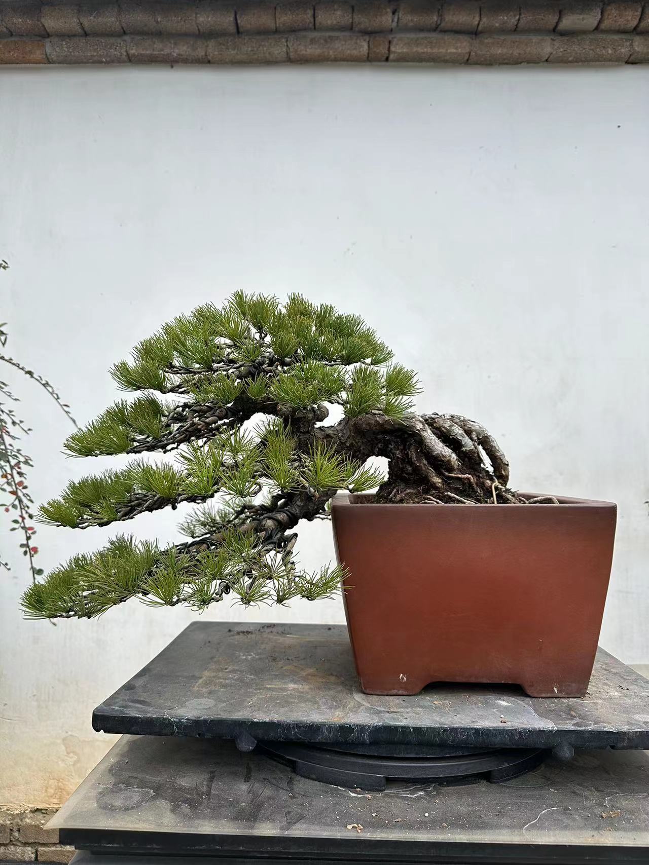 盆景链接 直播间一物一拍 请勿乱拍！！！50——300