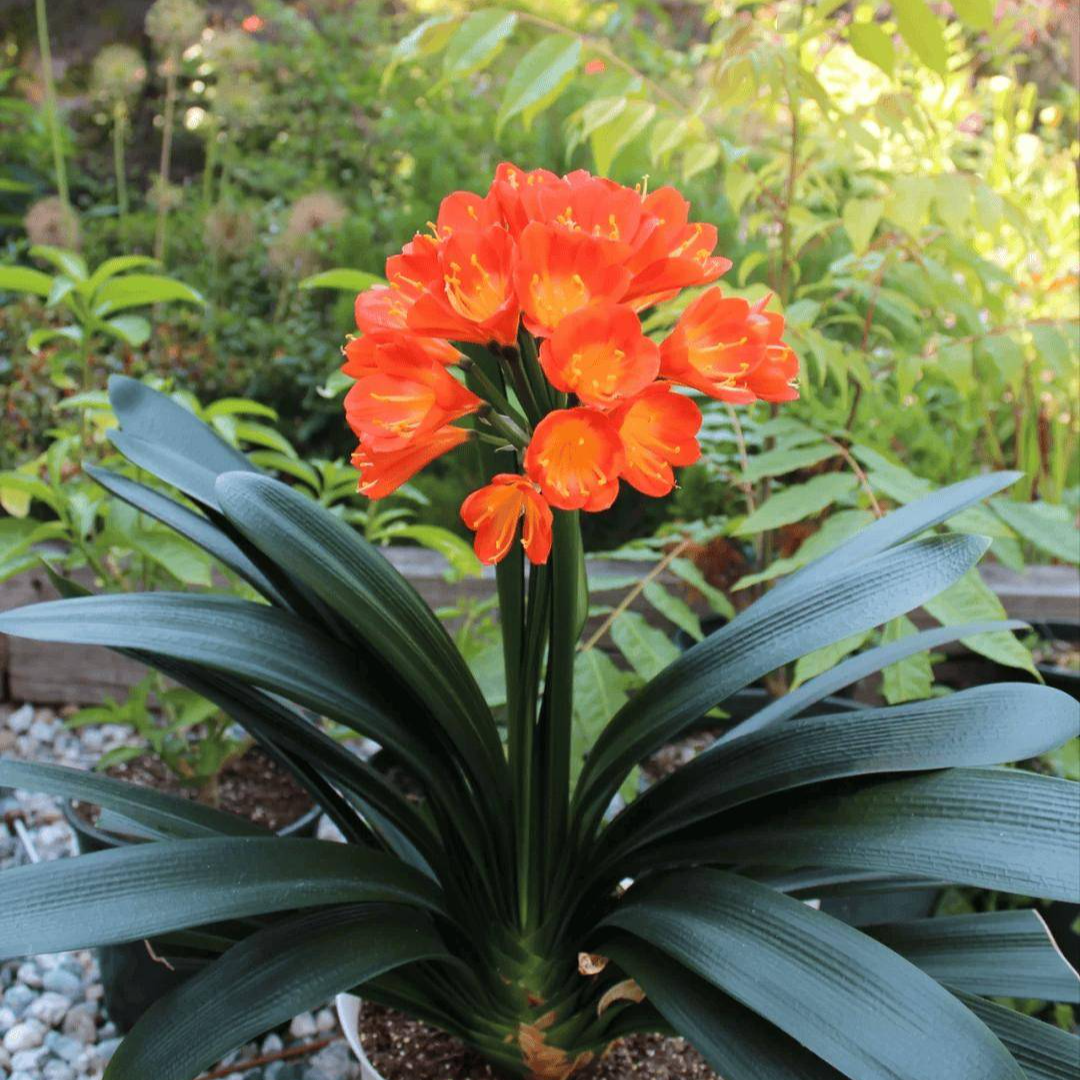 君子兰精品鲜花绿植