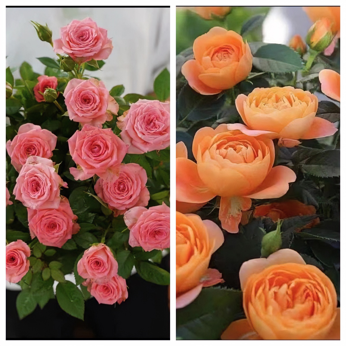 永福【果汁阳台+仙度瑞拉】好养耐看型四季开花多分支植株好养
