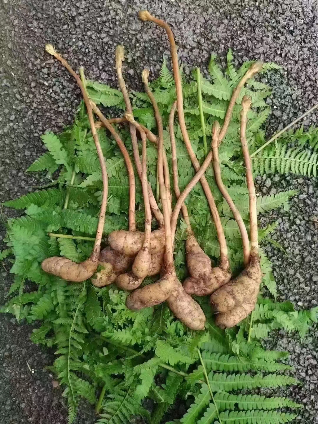 长白山青青《推荐鲜添蔴500克》