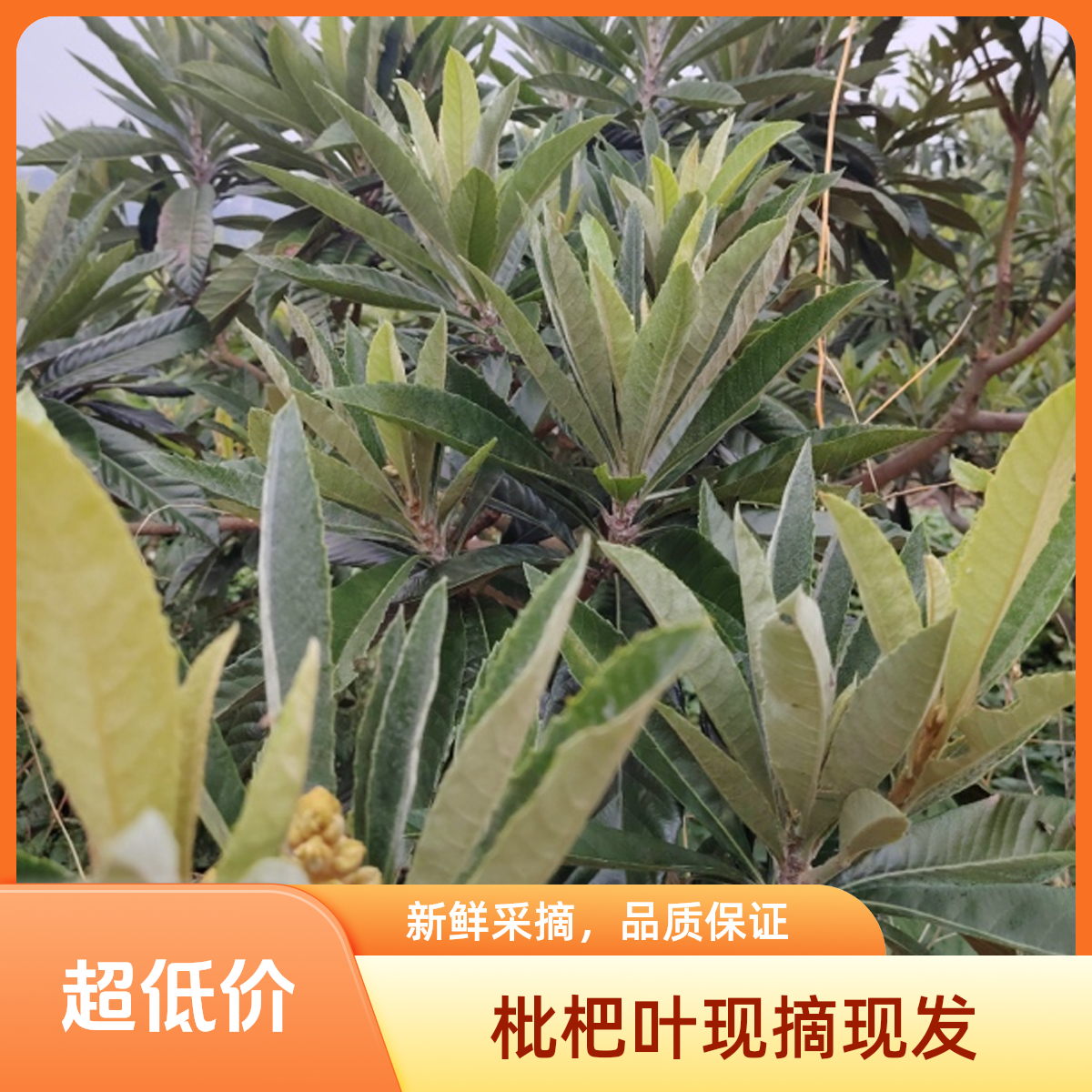四川苍溪枇杷叶老叶可泡水或煮汤喝现摘现发