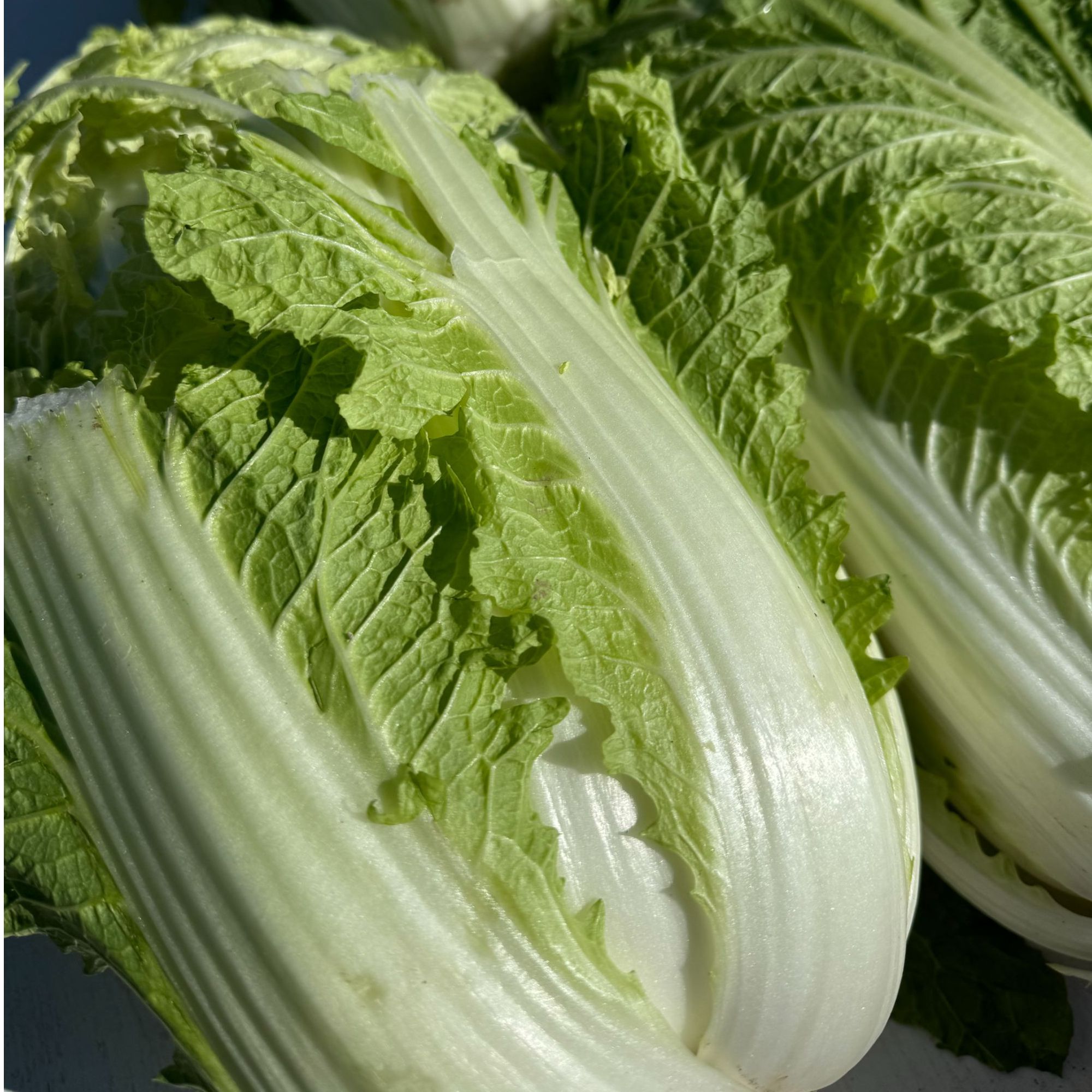 农村自种大白菜，打饭包白菜(5斤）