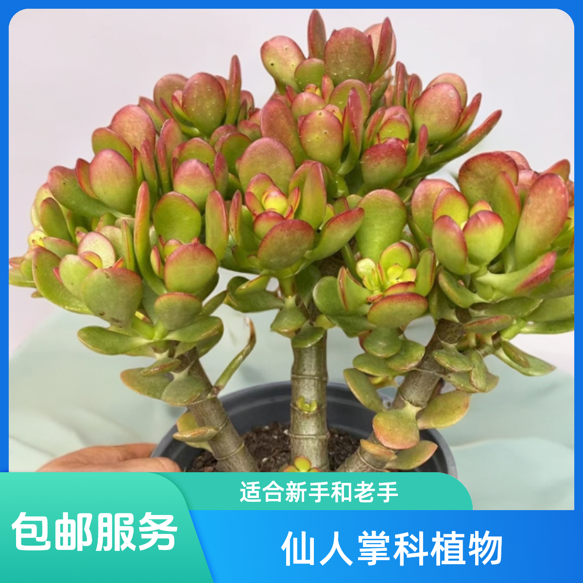 6年老桩姬红花月    新手必备 老手必养