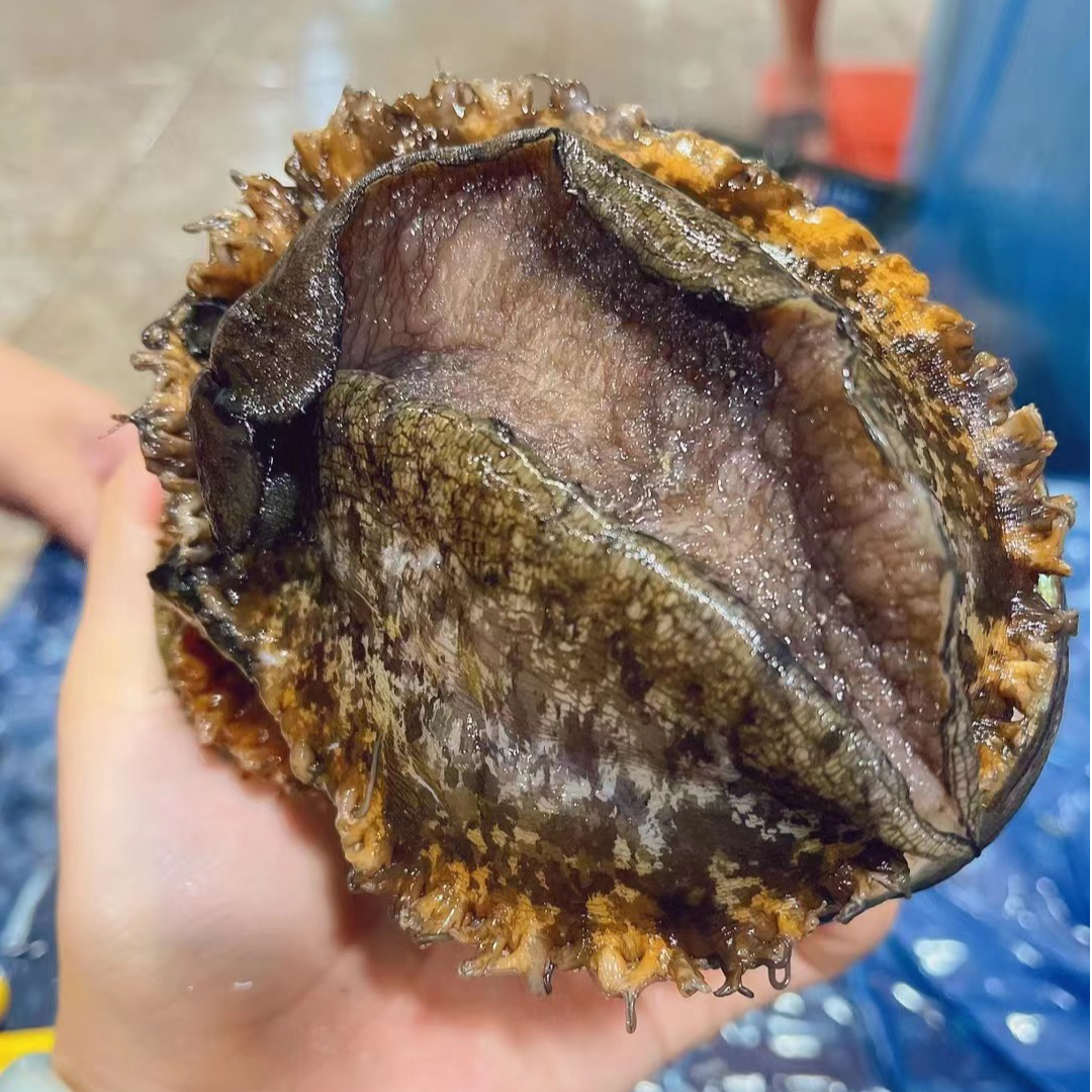 【鲜冻】九孔鲍鱼肉1头-2头鲍鱼手剥纯肉2颗约520克-540克之间每包