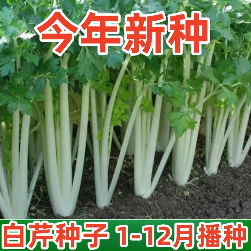 白芹菜种子四川白杆芹菜白梗芹菜籽春夏秋冬四季阳台盆栽蔬菜种子