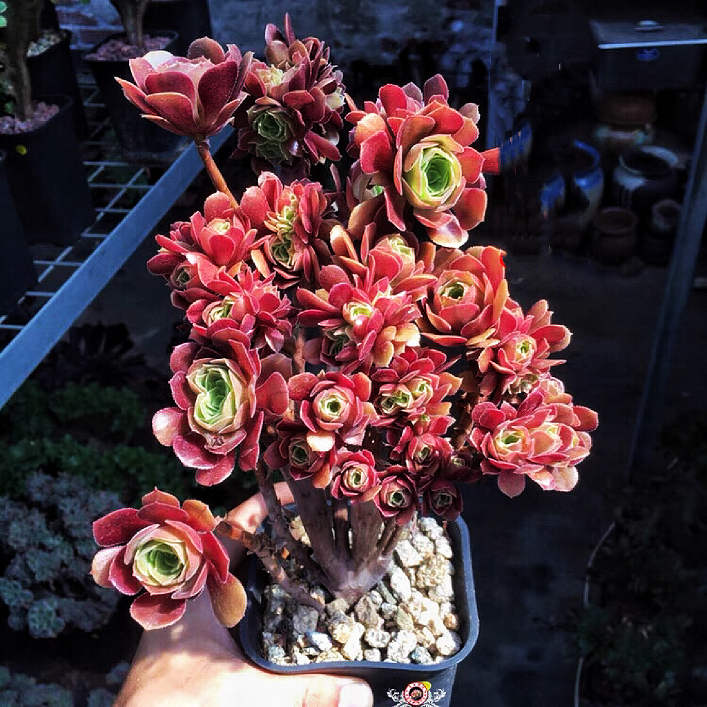 多肉法师清棚一物一拍链接～9.10