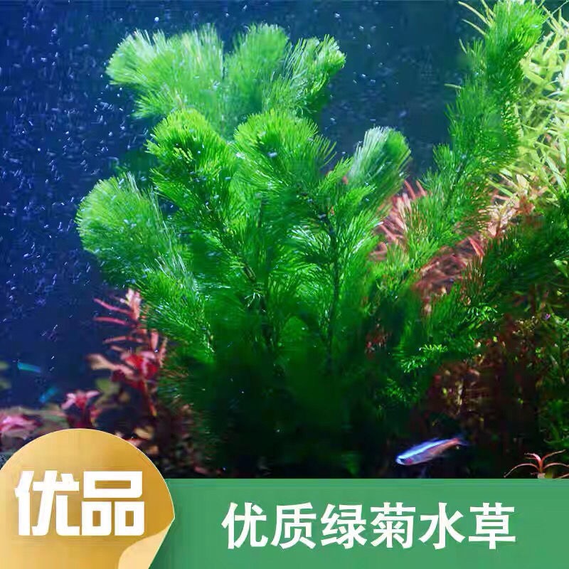 【小扬哥推荐】绿菊水草鱼缸造景装饰新手级水草好养耐活增氧淡水