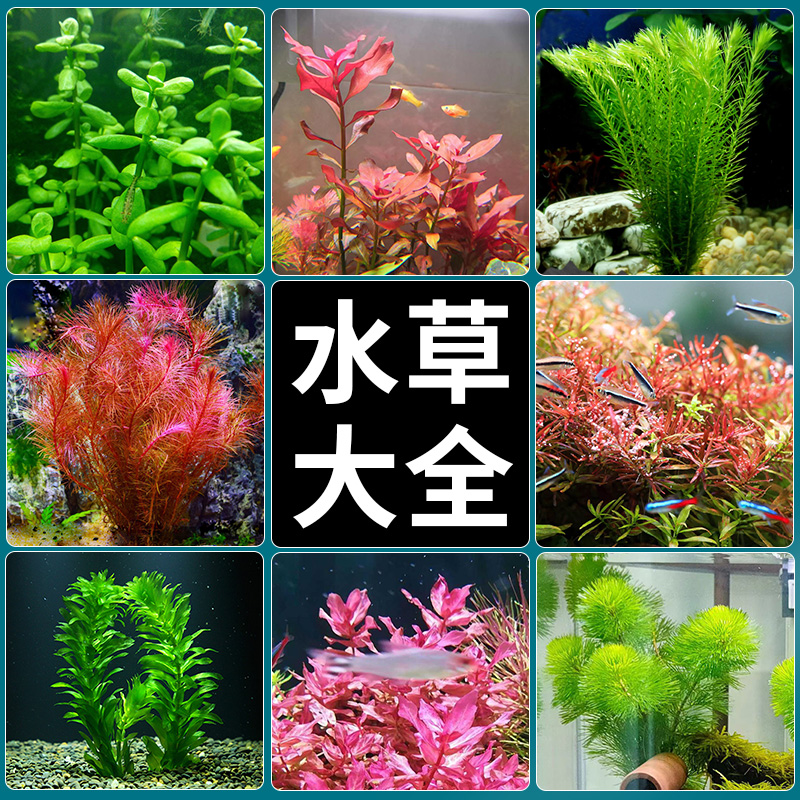 【小扬哥推荐】水草植物鱼缸水造景活净水真草水榕草缸绿植阴性蜈