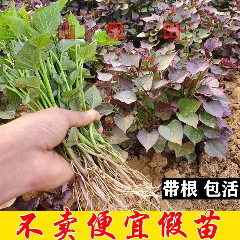 红薯苗番薯苗地瓜秧苗原种脱毒苗蜜甜西瓜红龙薯烟薯对版基地发货