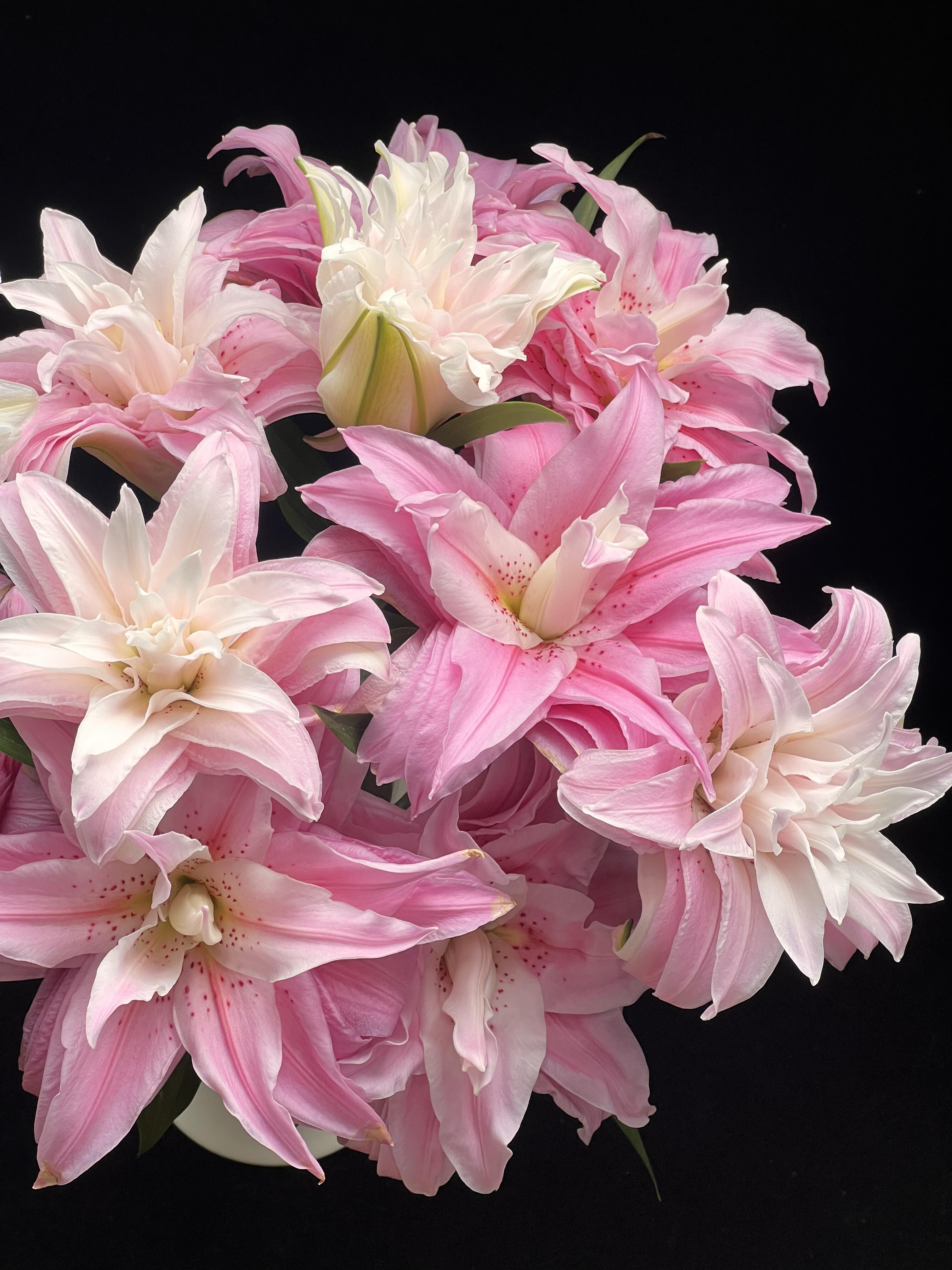 【戴安娜粉重瓣】香水百合养护简单家居办公室点缀家居插花鲜花包邮