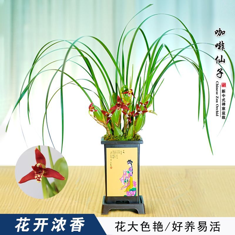 带花苞浓香型香水咖啡兰室内客厅七彩绿植花卉红色花懒人好养活