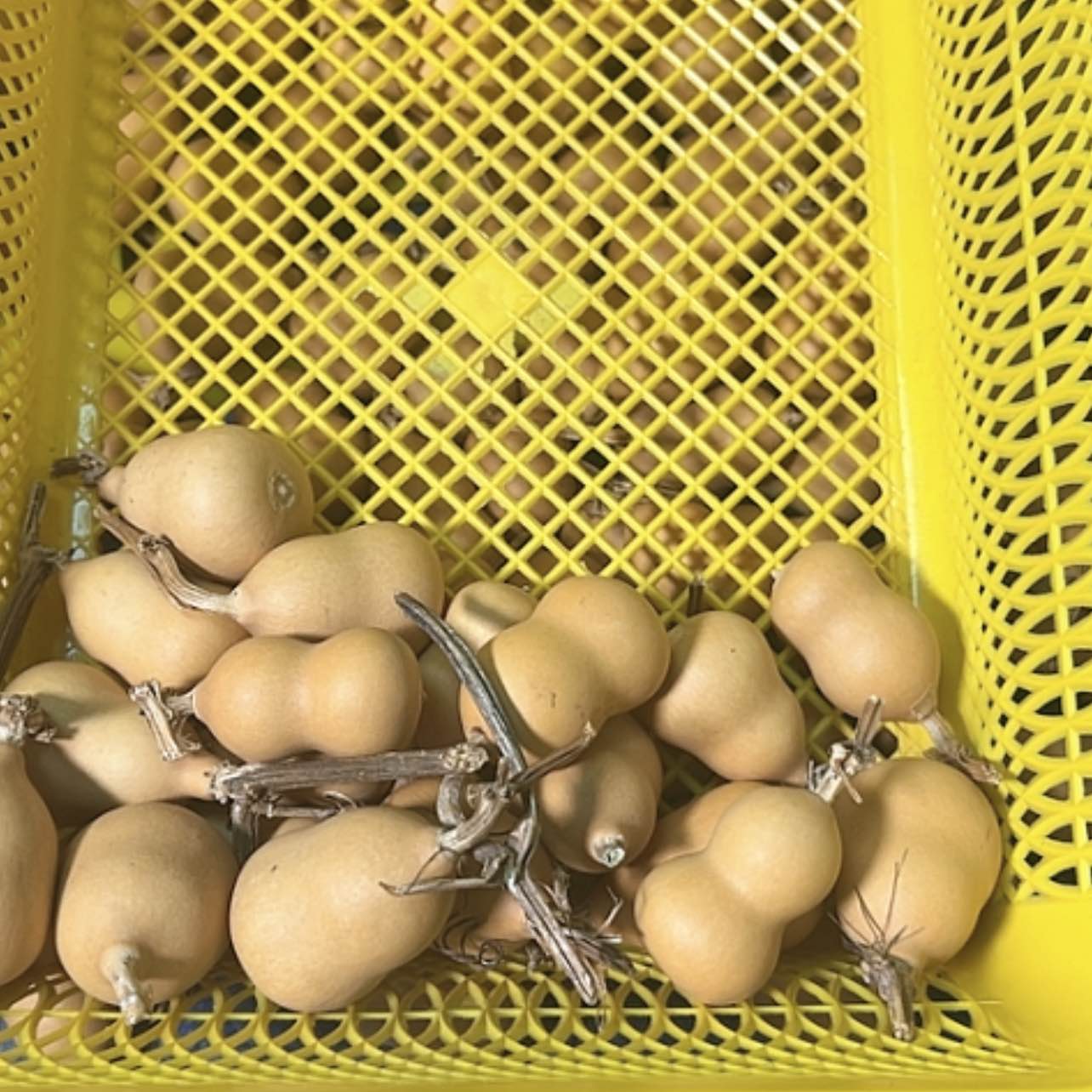 【闪购商品】天然葫芦敬**3422