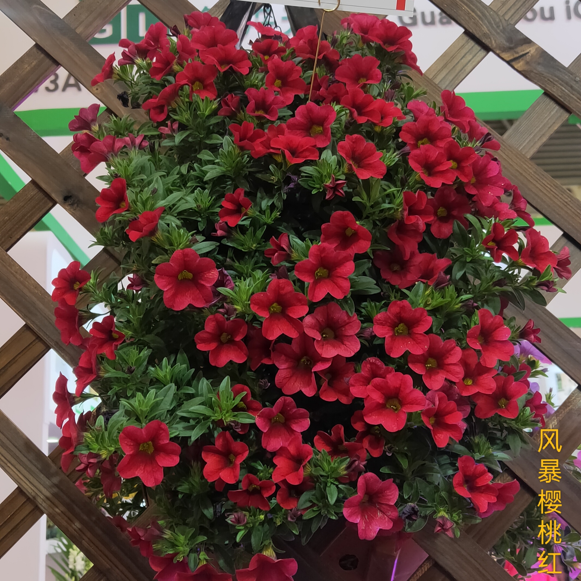 舞春花盆栽花苗百万小玲阳台庭院花开不断四季开好养