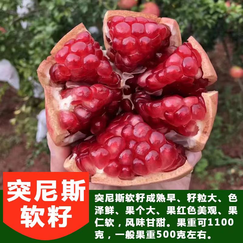 正品嫁接苗突尼斯，幕乐超软籽大果甜石榴树苗南北方种植盆栽地栽