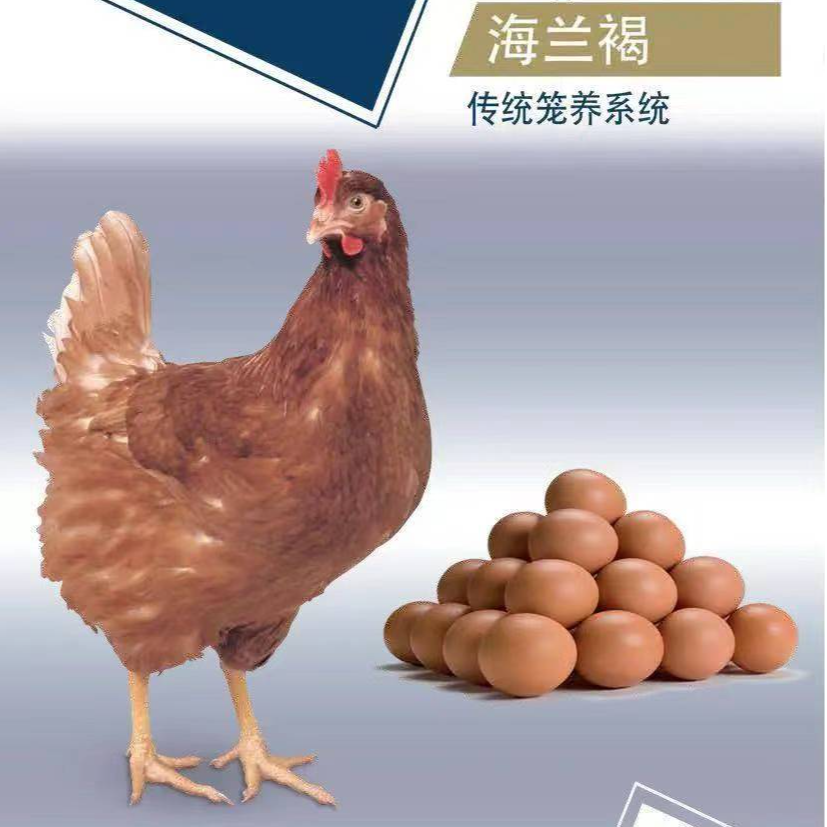 （补差价专用）海兰褐鸡1.5斤（路损2到3两）