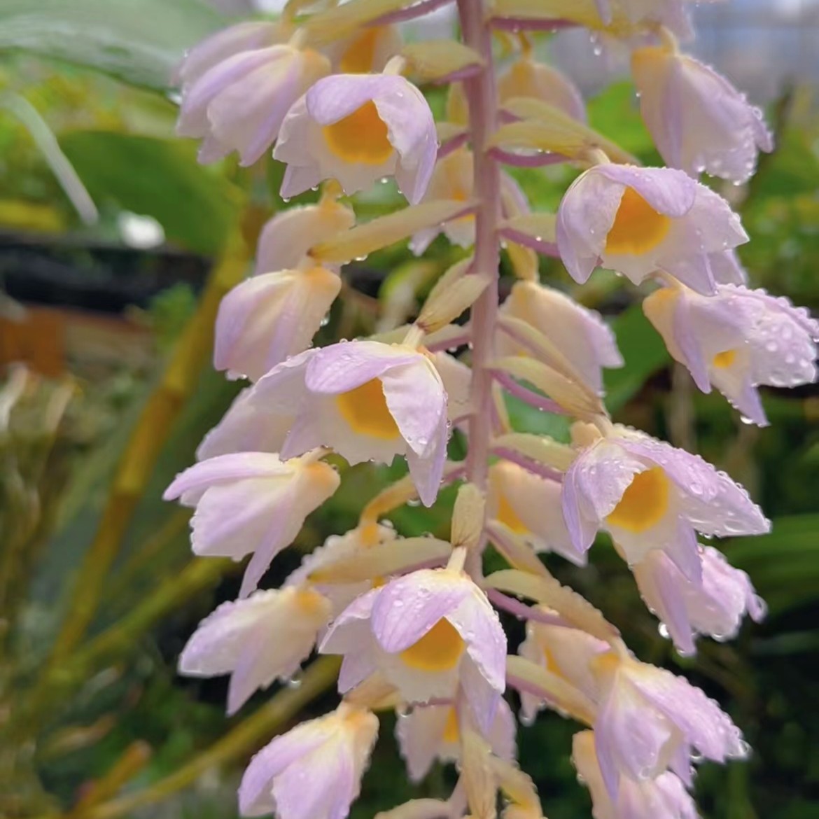 球花直播间一物一拍（请勿擅自拍  否则商家按相等价格发货）