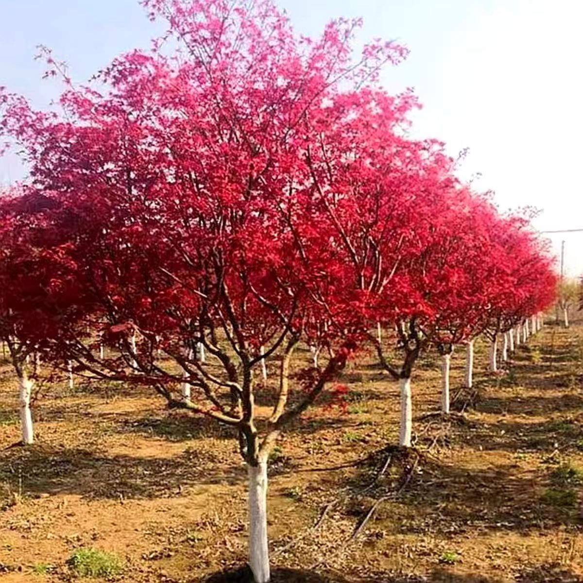 中国红红枫庭院三季室内植物