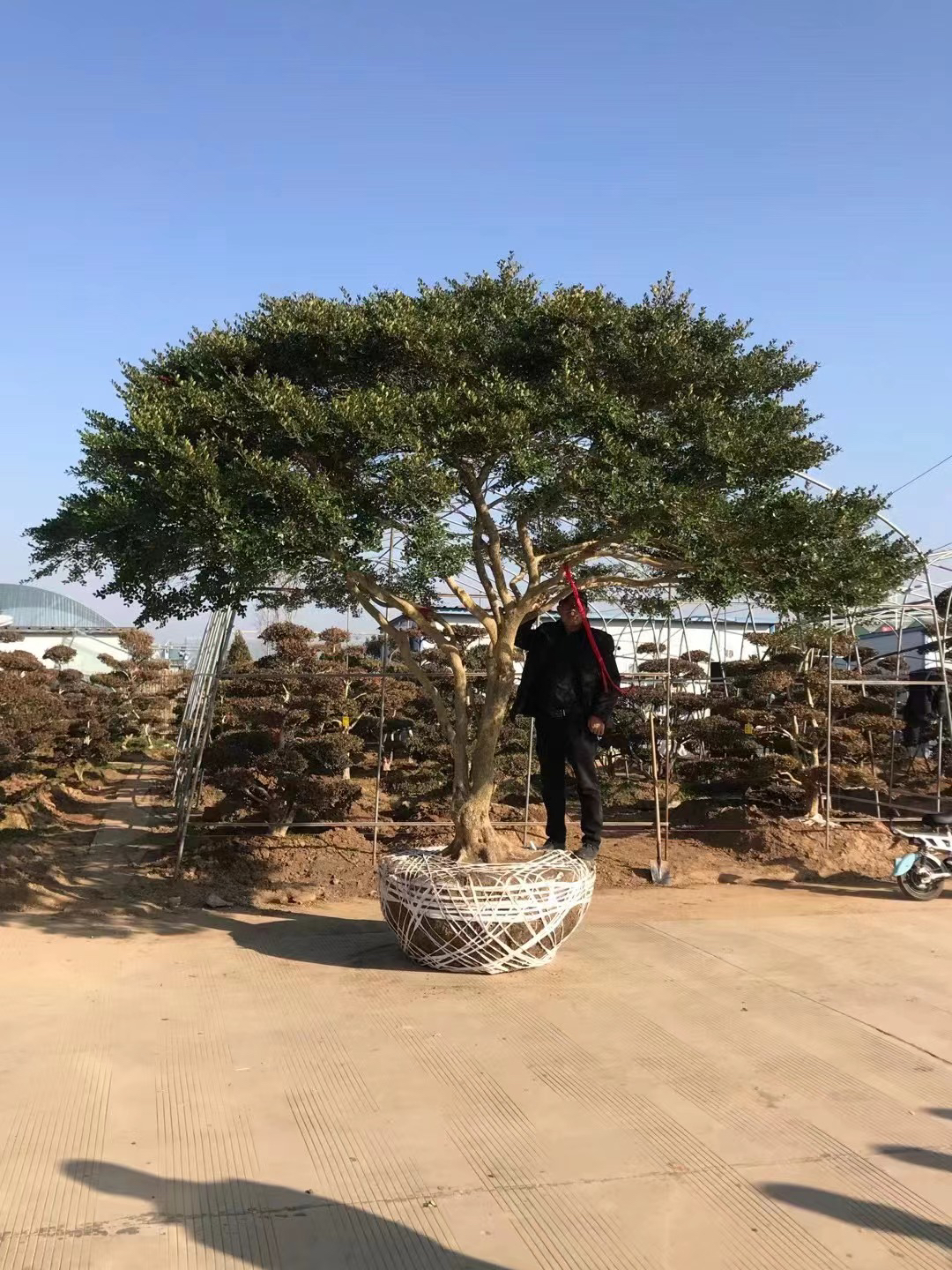 专业黄杨树，黄杨桩，黄杨盆景，黄杨地景，黄杨童子功等等