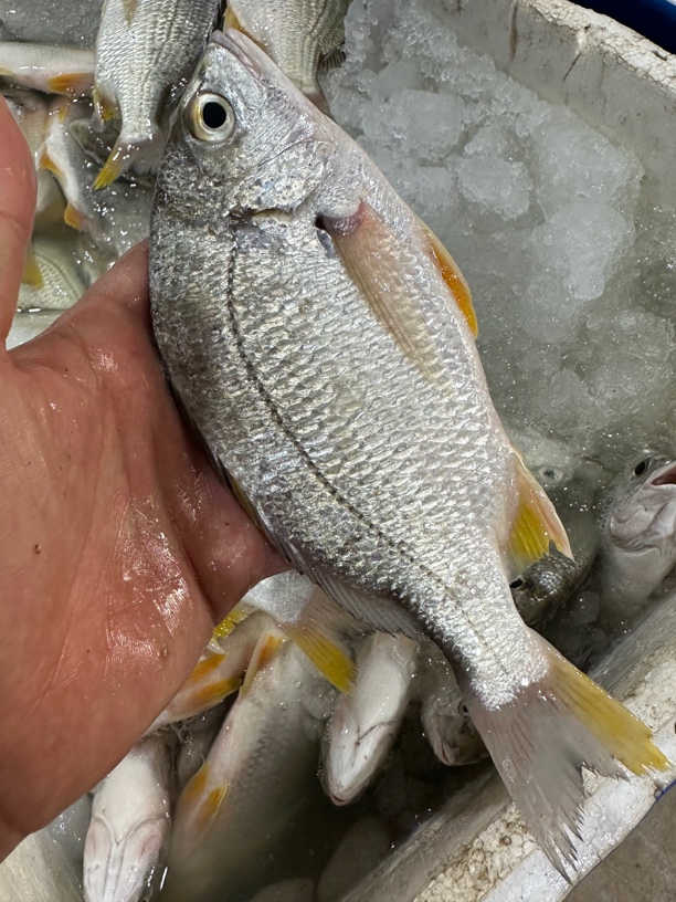 广东湛江 黄脚立 黄翅鱼 一斤3-4条