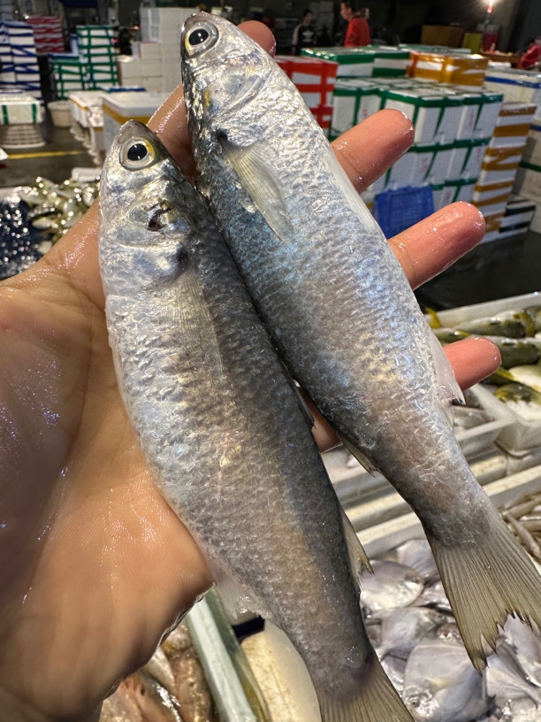 广东湛江 虫鱼 小白条 5斤