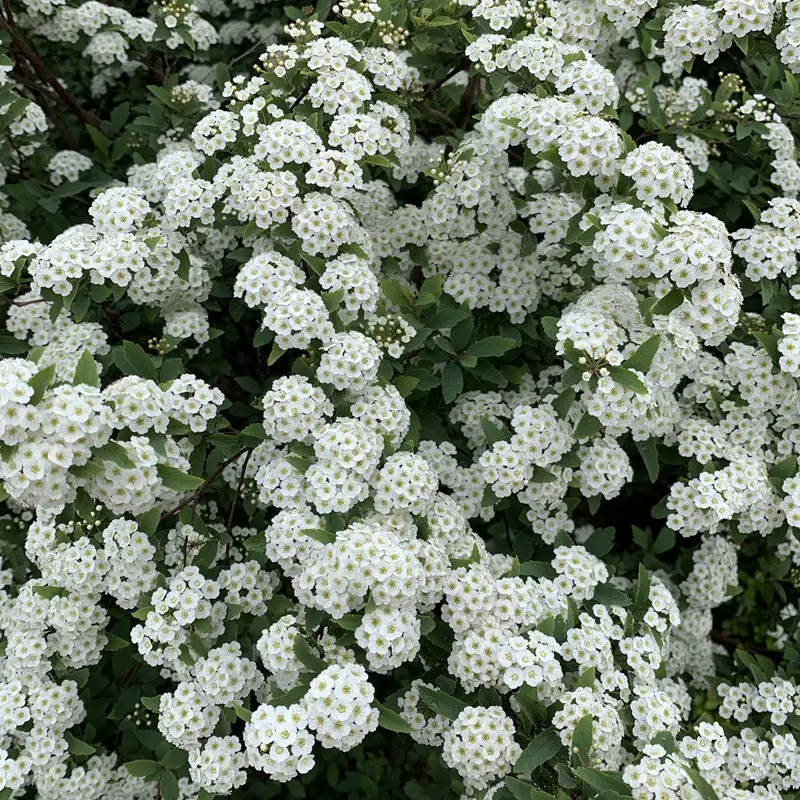 绣线菊小手球花卉绿植盆栽庭院耐寒插花菱叶绣线菊鲜切花耐热