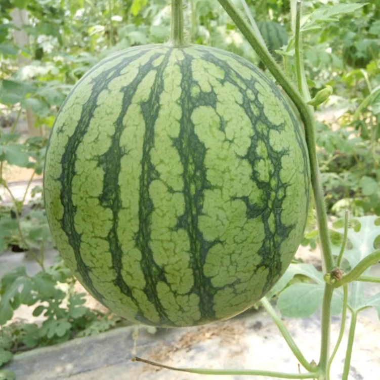 水果蔬菜 > 水果 > 西瓜 四只