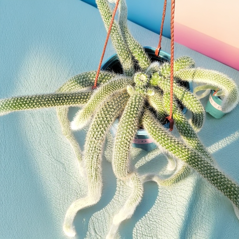 【左左的花园】338九尾狐好养活开花植物一物一拍