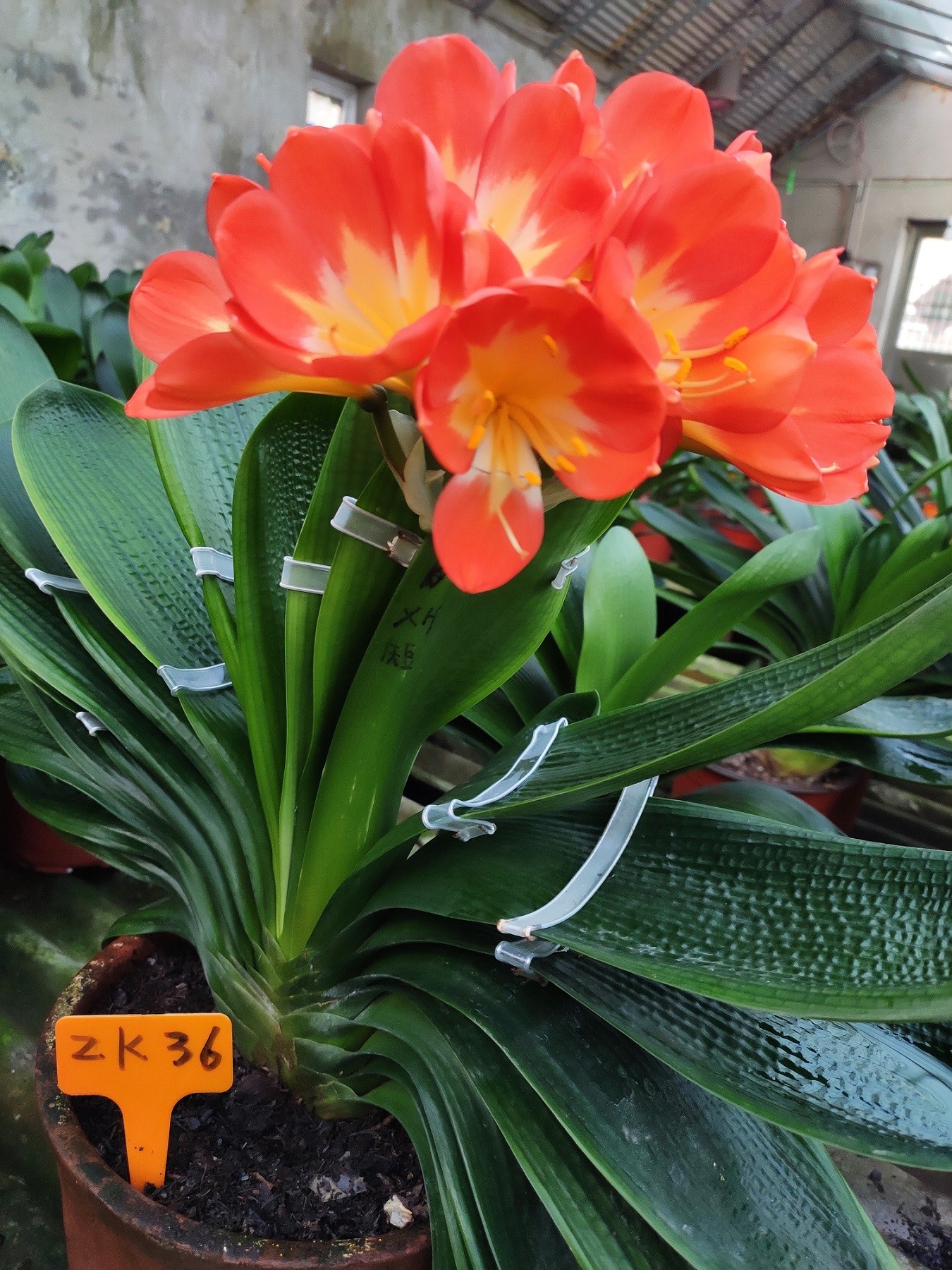 壹品兰馨君子兰直播 下单链接，切勿私拍(微瑕君子兰)