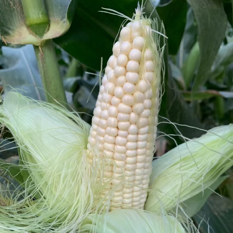 北京嫩糯甜香玉米棒子336新鲜蔬菜现摘带皮农家生甜水果玉米