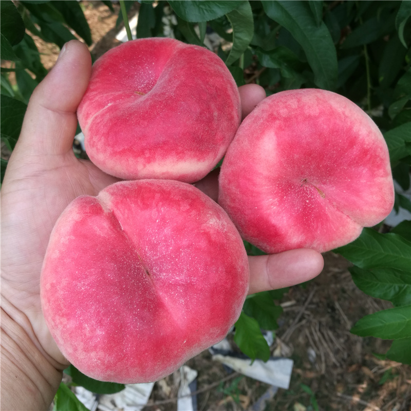 北京毛蟠桃水果水蜜桃5斤新鲜正宗盘桃红蟠桃多肉蟠桃甜山区特产