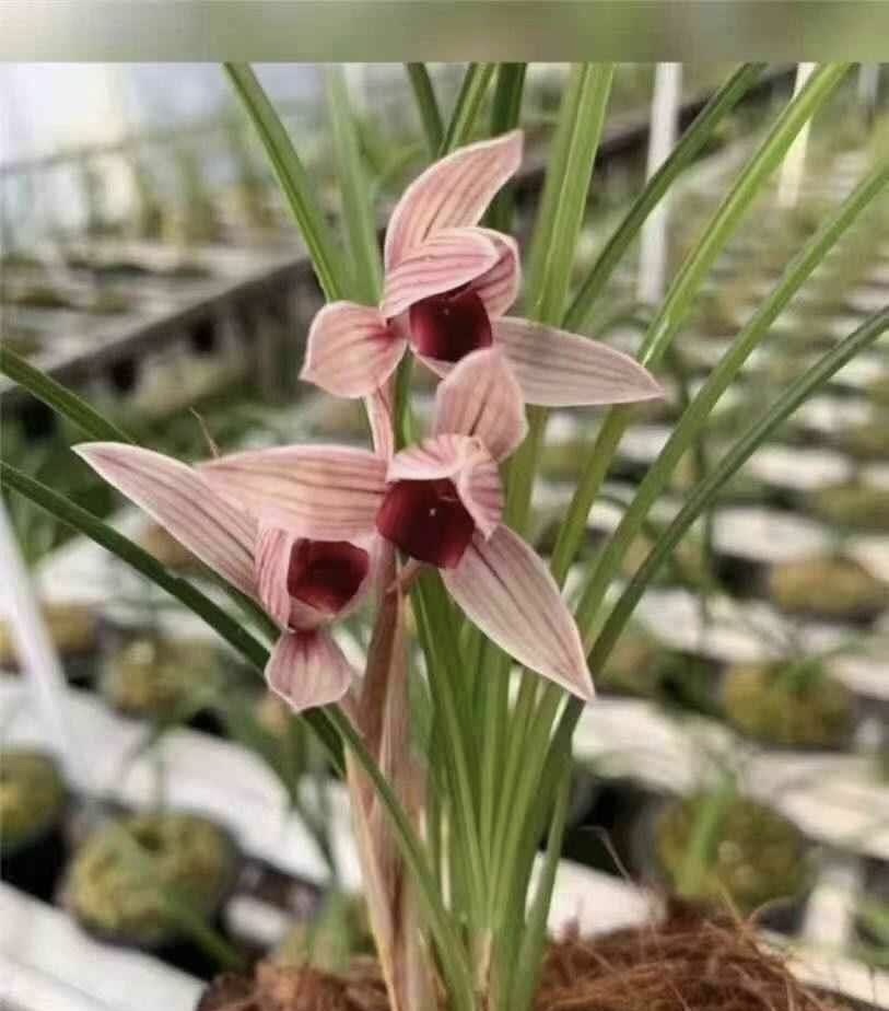 人工种植兰花 莲瓣兰 丽江红 清秀苗（本兰花为人工种植）